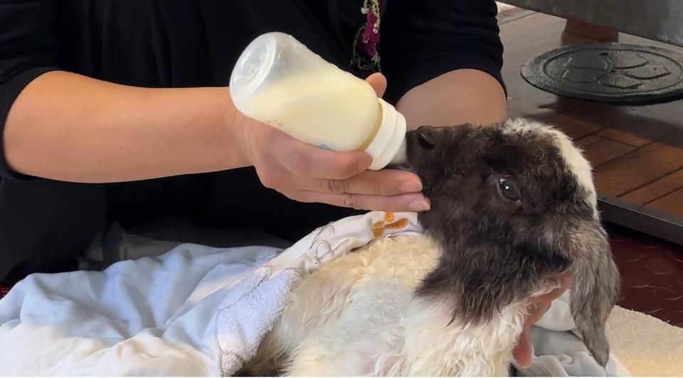 ANNESİZ KALAN KUZU AİLENİN 'UMUT'U OLDU ANNESİZ KUZUYU EV ORTAMINDA BEBEK ŞAMPUANIYLA YIKAYIP BİBERONLA BESLİYORLAR