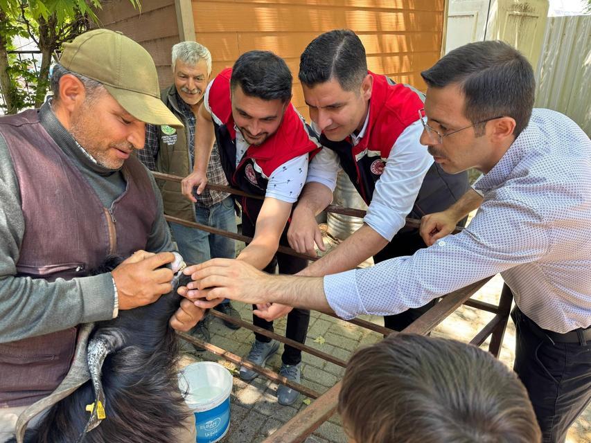 Kurban Bayramı öncesi Bozdoğan hayvan pazarında sıkı denetim