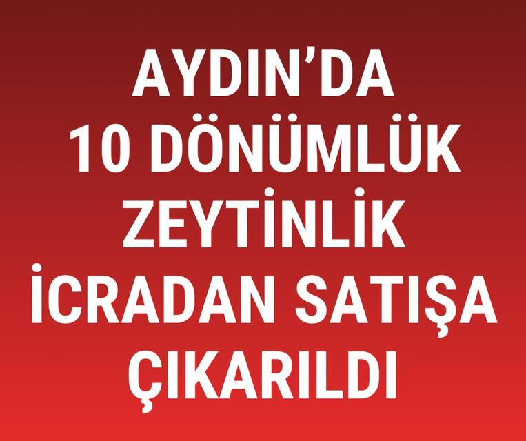 Aydın'da 10 dönümlük zeytinlik icradan satışa çıkarıldı