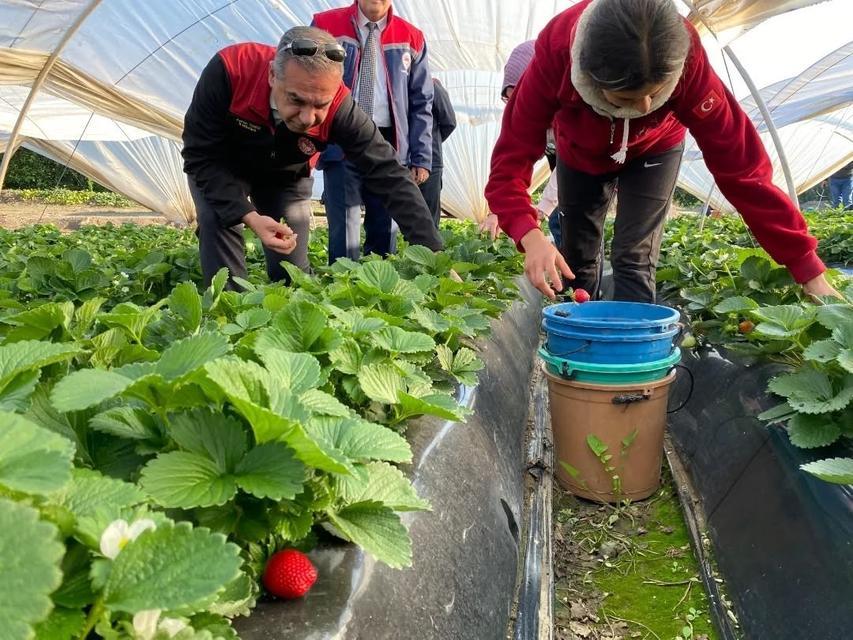 Coğrafi işaretli 'Sultanhisar Çileği'nde hasat başladı