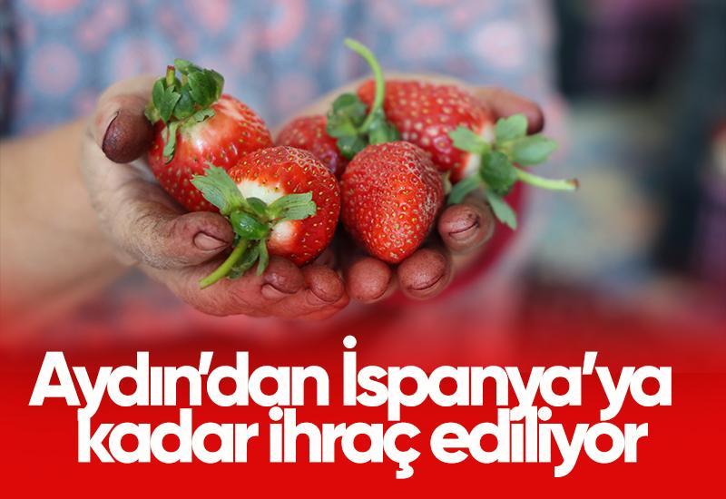 Aydın’dan İspanya’ya kadar ihraç ediliyor
