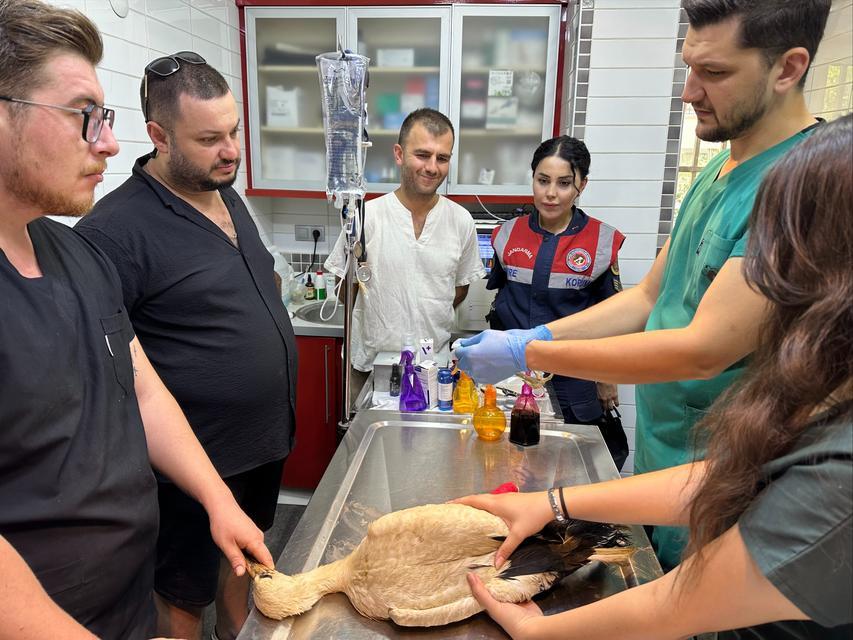 Aydın’da yaralı leylek protez bacakla hayata tutunacak