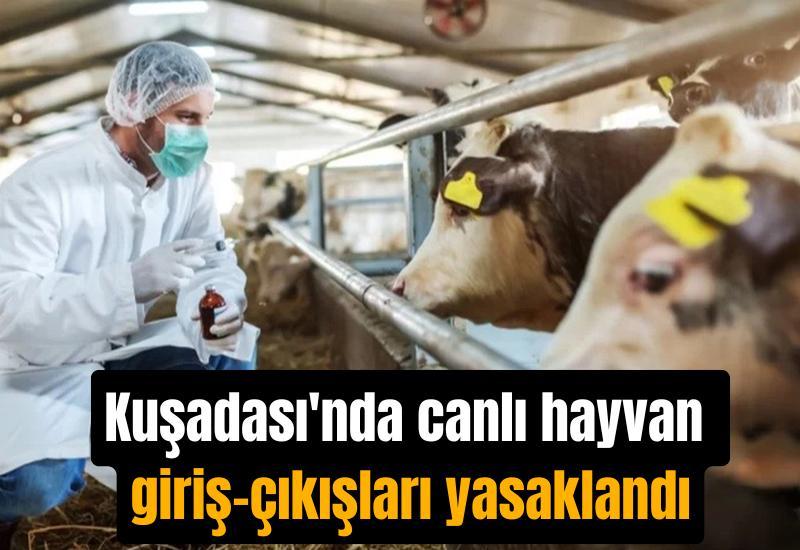 Kuşadası'nda canlı hayvan giriş-çıkışları yasaklandı