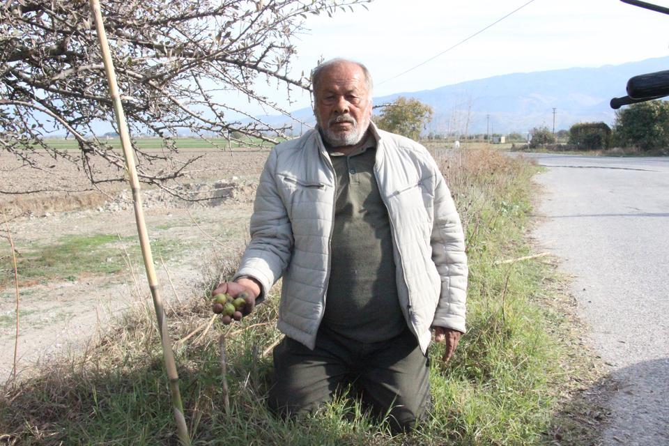 ALIÇ MEYVESİNE VATANDAŞLAR İLGİ GÖSTERİYOR