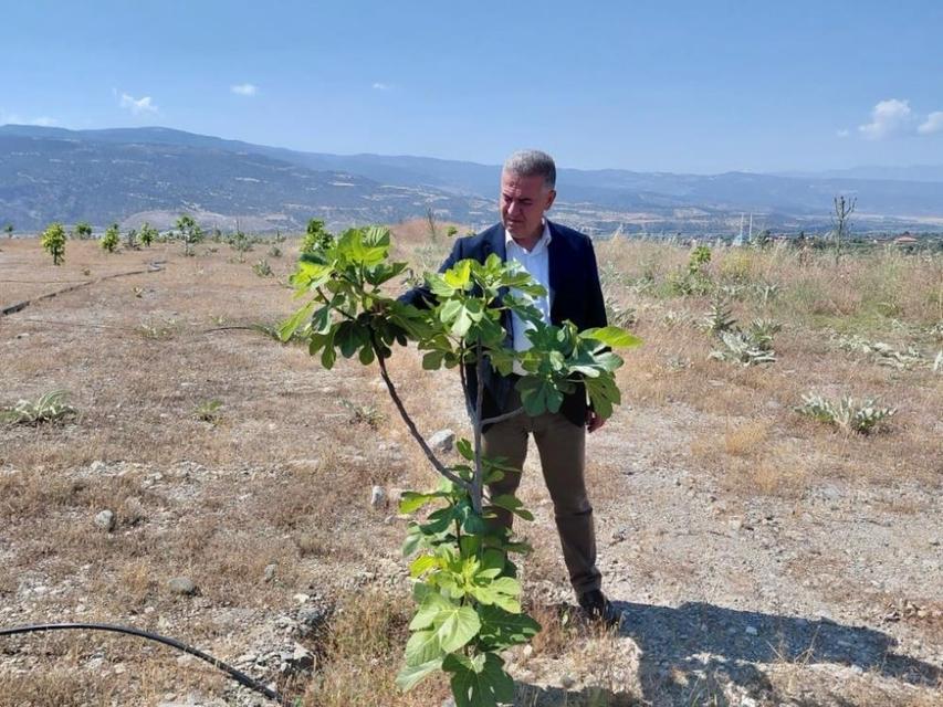 Buharkent'te ilek bahçelerinde bakım çalışmaları sürüyor