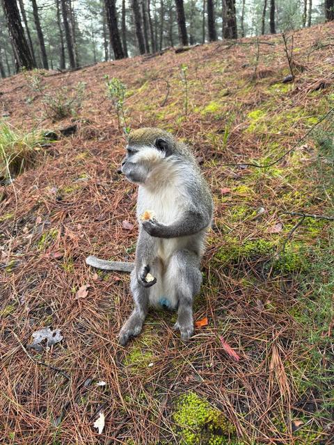 MANTAR ARAMAK İÇİN ÇIKTIĞI DOĞADA MAYMUN BULDU DKMP EKİPLERİ GELENE KADAR MAYMUNU SİMİTLE OYALADI