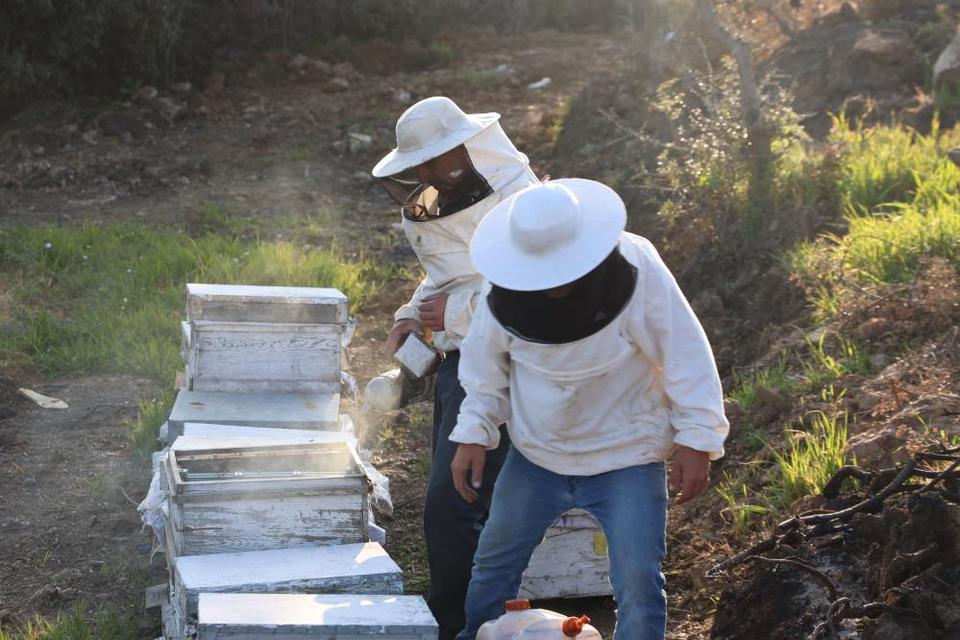 Aydın'da arı kolonileri gençleşiyor, arıcılar sezondan umutlu