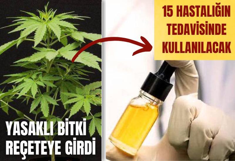 Yasaklı bitki reçeteye girdi: 15 hastalığın tedavisinde kullanılacak