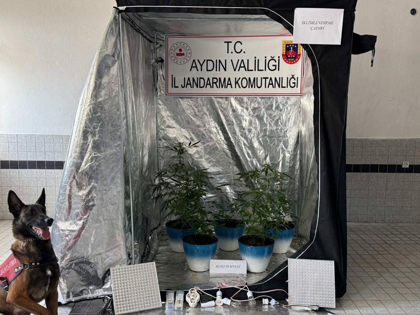 Aydın’da evde özel uyuşturucu serası çıktı