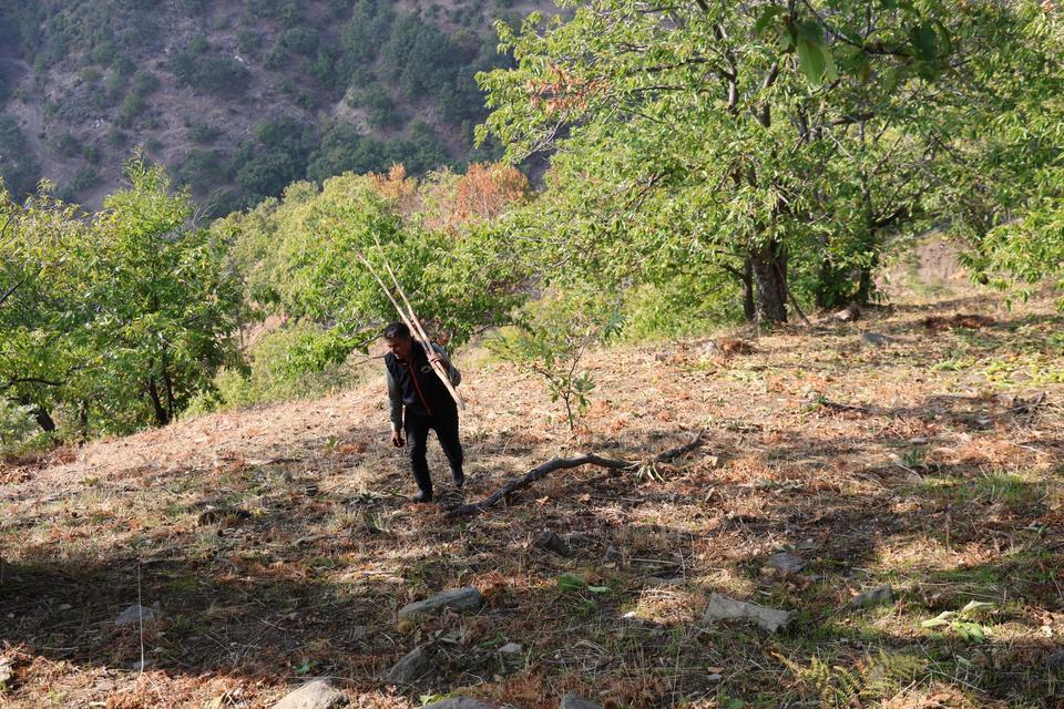 AYDIN'IN DAĞLARINDA HAREKETLİLİK BAŞLADI, KESTANE ÜRETİCİLERİNİ HASAT TELAŞI SARDI