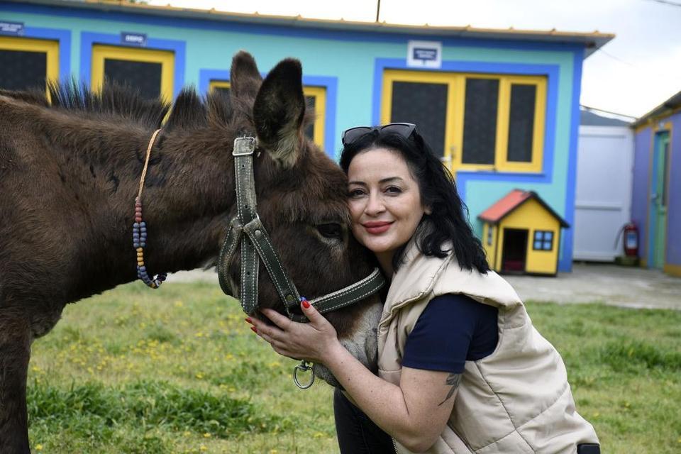 Aydın'da saplandığı çamurdan kurtarılan eşek koruma altına alındı