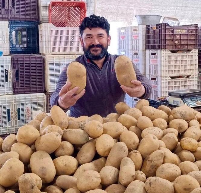 Dev patatesler pazarda ilgi odağı oldu