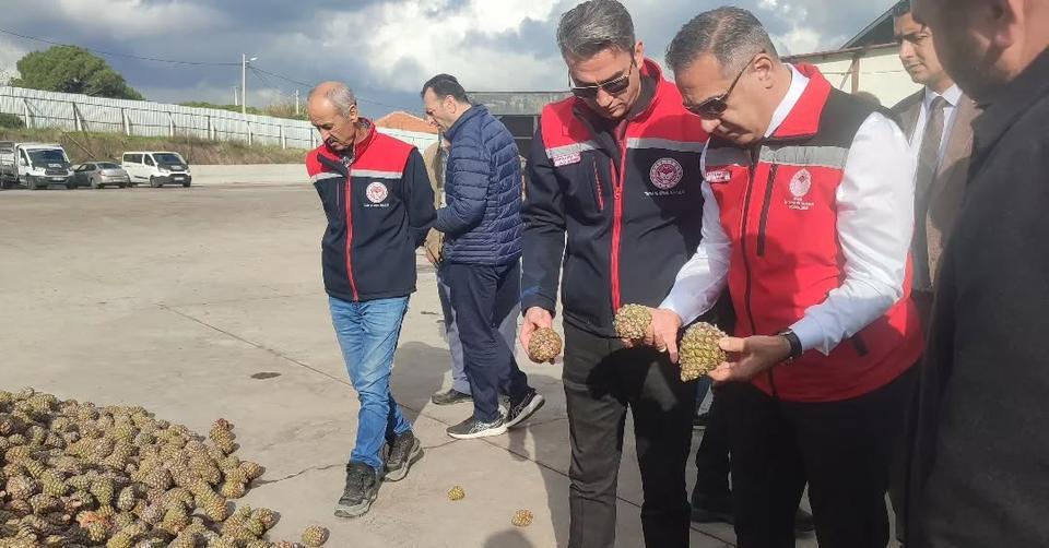Aydın’ın coğrafi işaretli çam fıstığı Koçarlı’da incelendi
