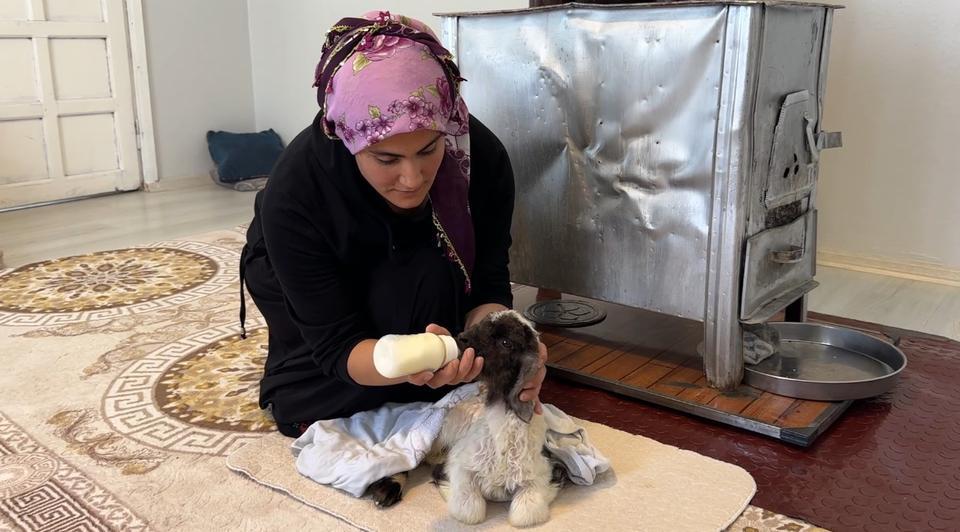 ANNESİZ KALAN KUZU AİLENİN 'UMUT'U OLDU ANNESİZ KUZUYU EV ORTAMINDA BEBEK ŞAMPUANIYLA YIKAYIP BİBERONLA BESLİYORLAR